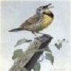 May 2025 Newsletter (The Meadowlark Newsletter)